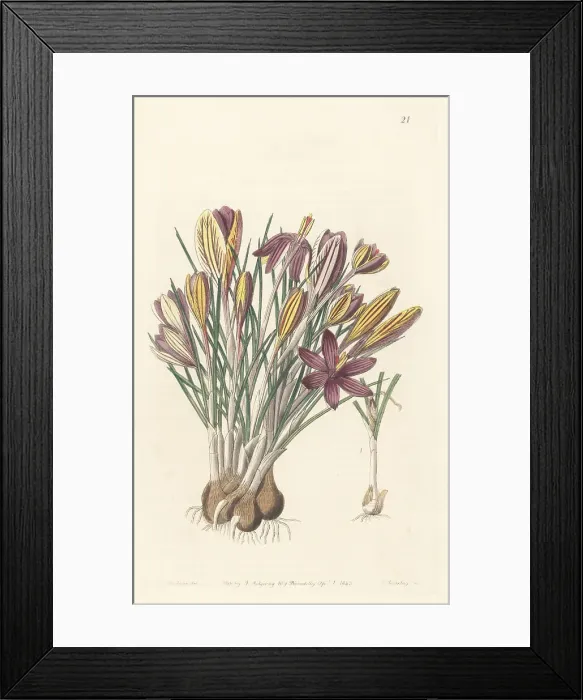 Framed Print : Crocus minimus Framed Print : Crocus minimus