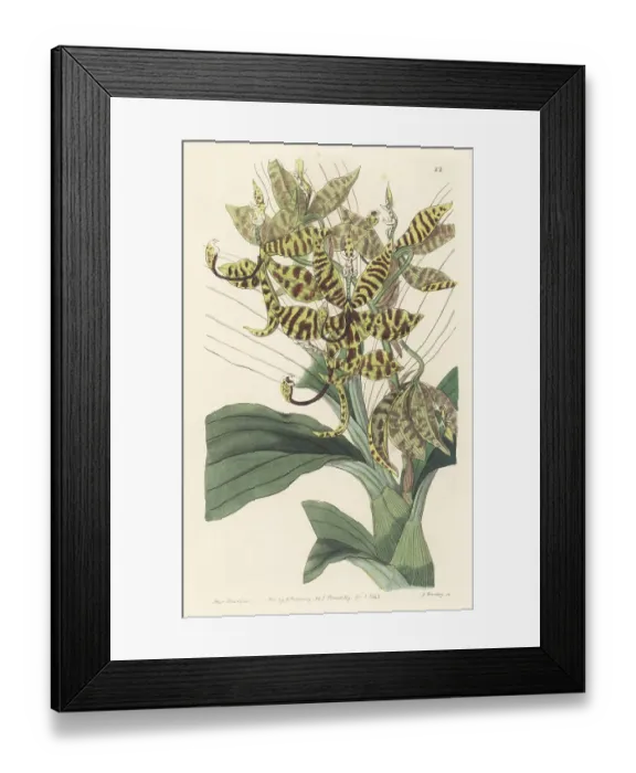 Framed Print : Swan orchid, Cycnoches pentadactylon Framed Print : Swan orchid, Cycnoches pentadactylon