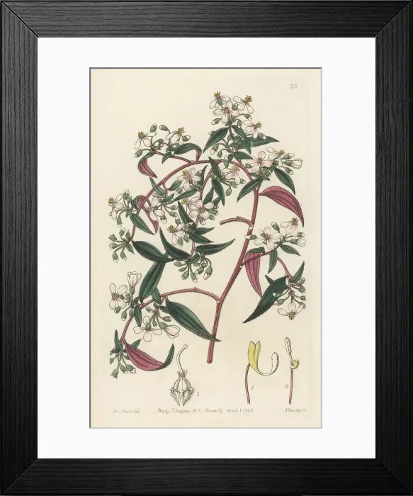 Framed Print : Centradenia inaequilateralis Framed Print : Centradenia inaequilateralis