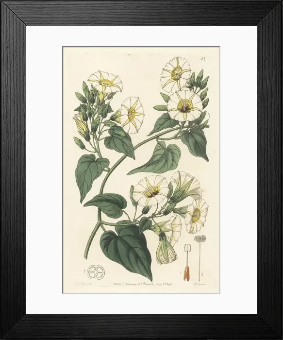 Framed Print : Hogvine, Merremia umbellata Framed Print : Hogvine, Merremia umbellata