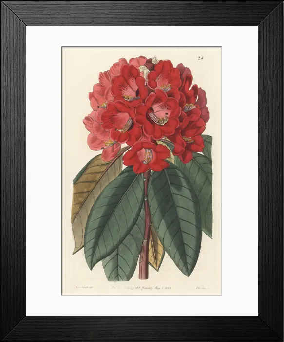 Framed Print : Rhododendron rollissonii Framed Print : Rhododendron rollissonii