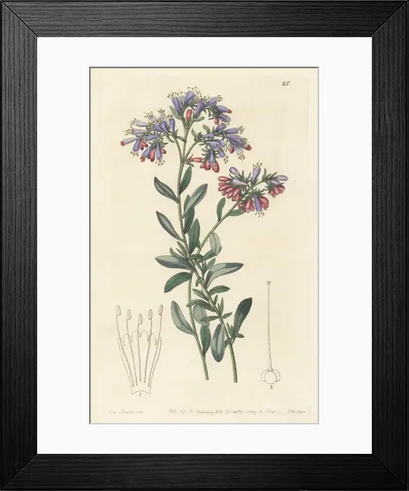 Framed Print : Moltkia petraea Framed Print : Moltkia petraea