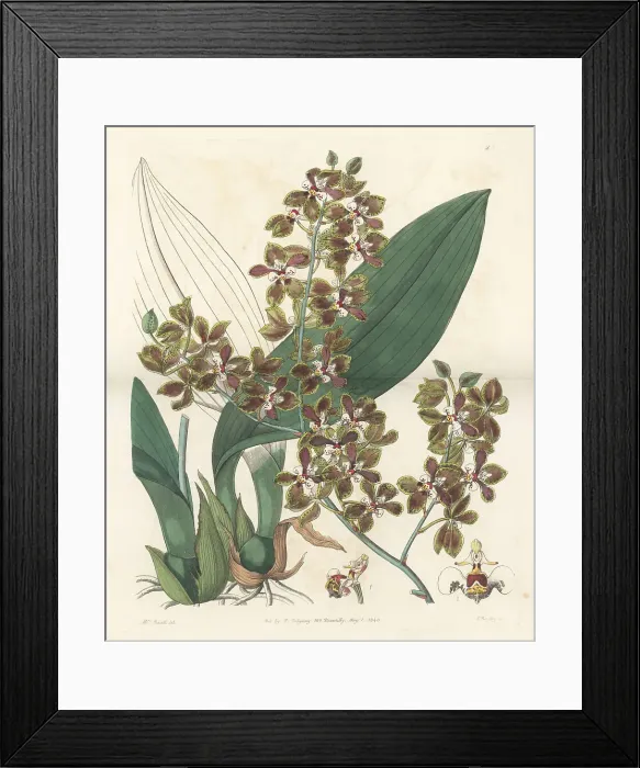 Framed Print : Trichocentrum microchilum orchid Framed Print : Trichocentrum microchilum orchid