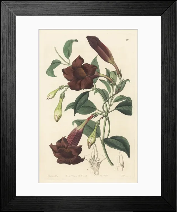 Framed Print : Dark-purple echites, Echites atropurpurea Framed Print : Dark-purple echites, Echites atropurpurea