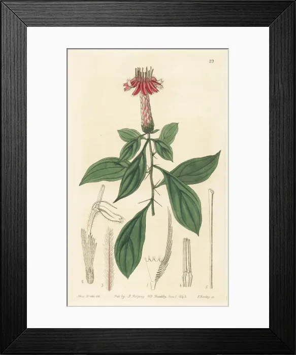 Framed Print : Clavelillo or chivo caspi, Barnadesia caryophylla Framed Print : Clavelillo or chivo caspi, Barnadesia caryophylla