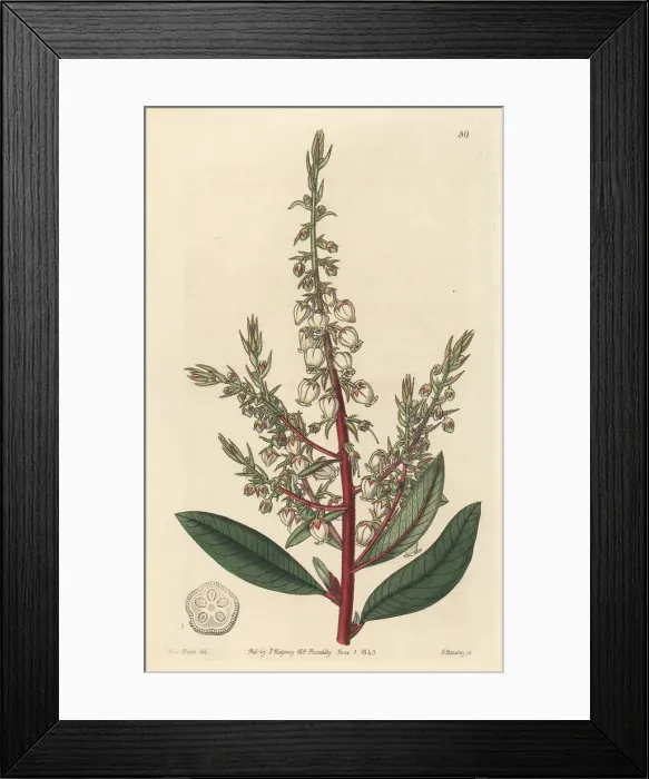 Framed Print : Arbutus-like gritberry, Comarostaphylis arbutoides Framed Print : Arbutus-like gritberry, Comarostaphylis arbutoides
