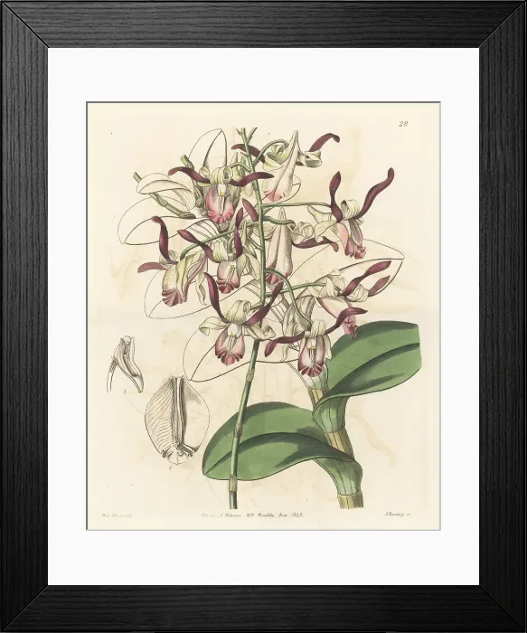 Framed Print : Bull orchid, Dendrobium taurinum Framed Print : Bull orchid, Dendrobium taurinum