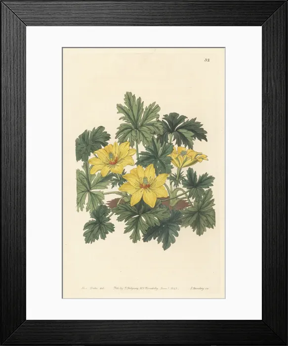 Framed Print : Stemless globeflower, Trollius acaulis Framed Print : Stemless globeflower, Trollius acaulis