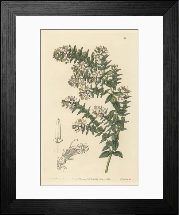 Framed Print : Marcetia taxifolia Framed Print : Marcetia taxifolia