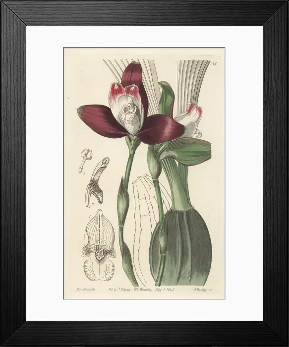 Framed Print : Lycaste macrophylla orchid Framed Print : Lycaste macrophylla orchid