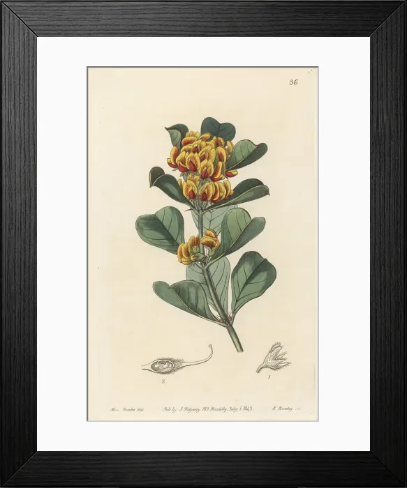 Framed Print : Gastrolobium dilatatum Framed Print : Gastrolobium dilatatum