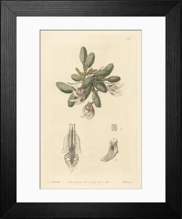 Framed Print : Cucumber orchid, Dendrobium cucumerinum Framed Print : Cucumber orchid, Dendrobium cucumerinum