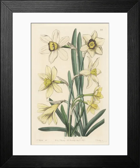 Framed Print : Daffodil varieties raised at Spofforth Framed Print : Daffodil varieties raised at Spofforth