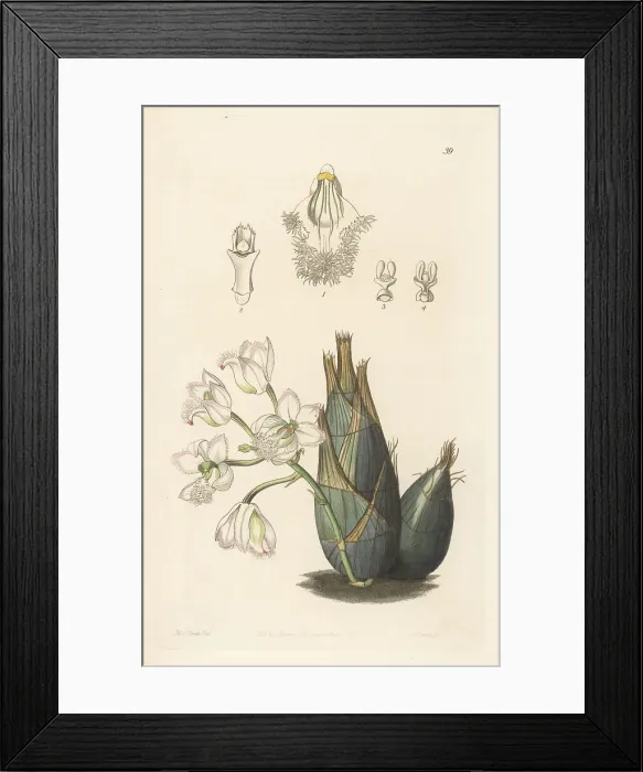 Framed Print : Pink-flowered clowesia orchid, Clowesia rosea Framed Print : Pink-flowered clowesia orchid, Clowesia rosea