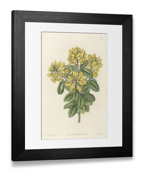 Framed Print : Dalmatian laburnum, Petteria ramentacea Framed Print : Dalmatian laburnum, Petteria ramentacea