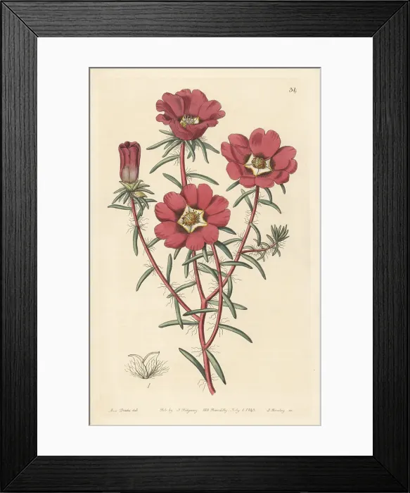 Framed Print : Purslane flower, Portulaca thellusonii variety Framed Print : Purslane flower, Portulaca thellusonii variety