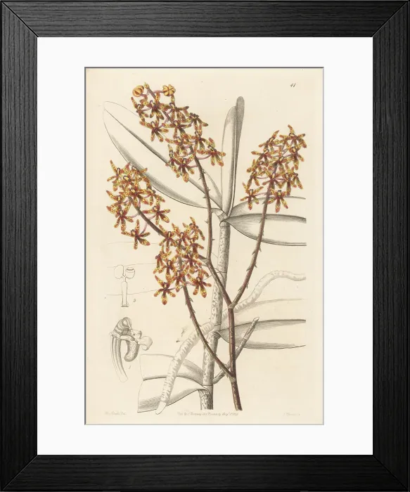 Framed Print : Early blooming renanthera orchid, Renanthera matutina Framed Print : Early blooming renanthera orchid, Renanthera matutina