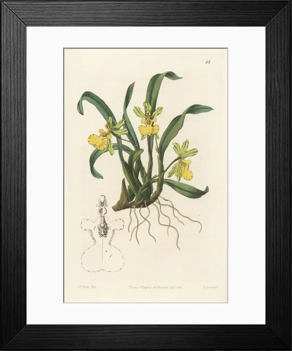 Framed Print : Gomesa uniflora orchid Framed Print : Gomesa uniflora orchid