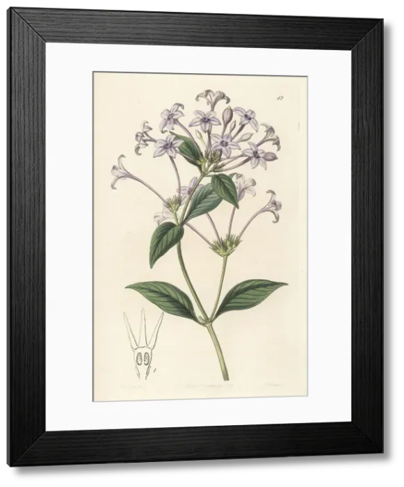 Framed Print : Hindsia longiflora Framed Print : Hindsia longiflora