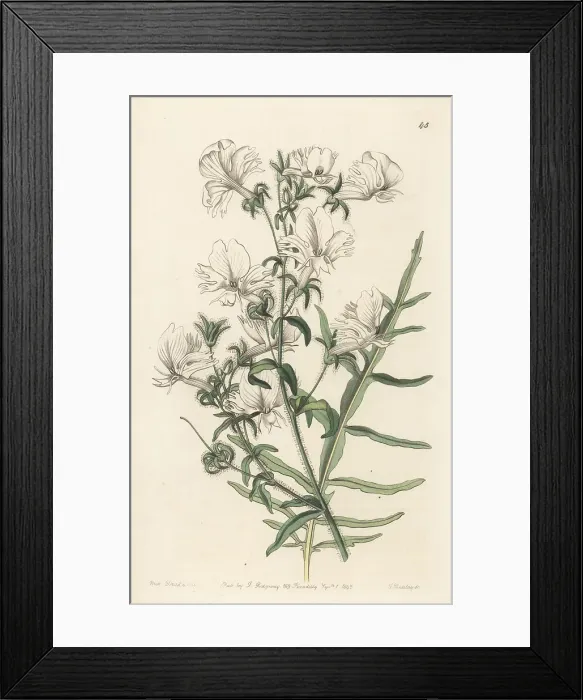 Framed Print : Butterfly flower, Schizanthus candidus Framed Print : Butterfly flower, Schizanthus candidus