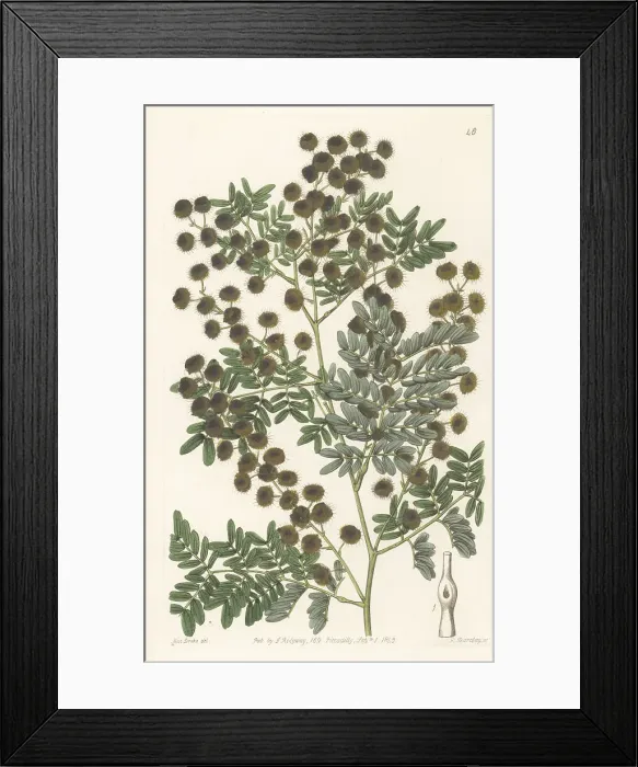 Framed Print : Mudgee wattle, Acacia spectabilis Framed Print : Mudgee wattle, Acacia spectabilis