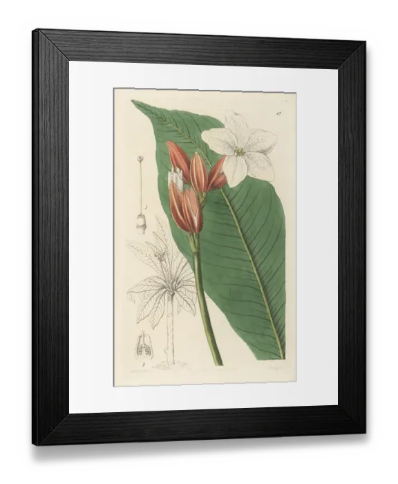 Framed Print : Brazilian red-coat, Erythrochiton brasiliensis
