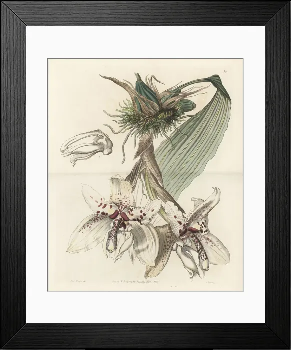 Framed Print : Stanhopea martiana orchid Framed Print : Stanhopea martiana orchid