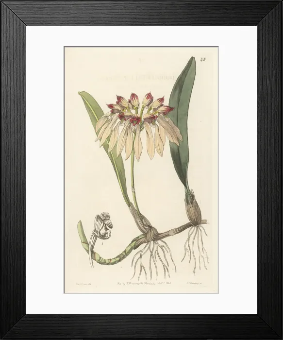 Framed Print : Bulbophyllum chinense orchid Framed Print : Bulbophyllum chinense orchid