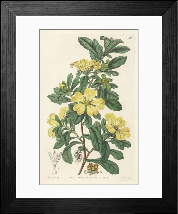 Framed Print : Cut-leaf hibbertia, Hibbertia cuneiformis Framed Print : Cut-leaf hibbertia, Hibbertia cuneiformis
