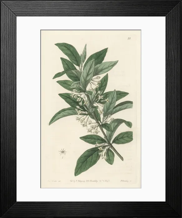 Framed Print : Small-leaved oleaster, Elaeagnus parvifolia Framed Print : Small-leaved oleaster, Elaeagnus parvifolia