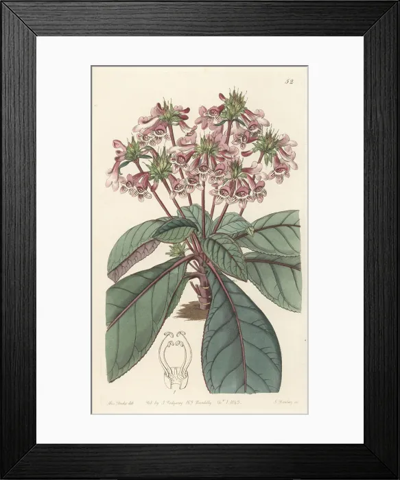 Framed Print : Tetranema roseum Framed Print : Tetranema roseum