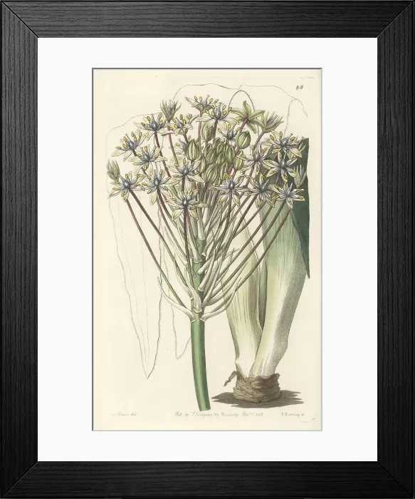 Framed Print : Portuguese squill, Scilla peruviana Framed Print : Portuguese squill, Scilla peruviana