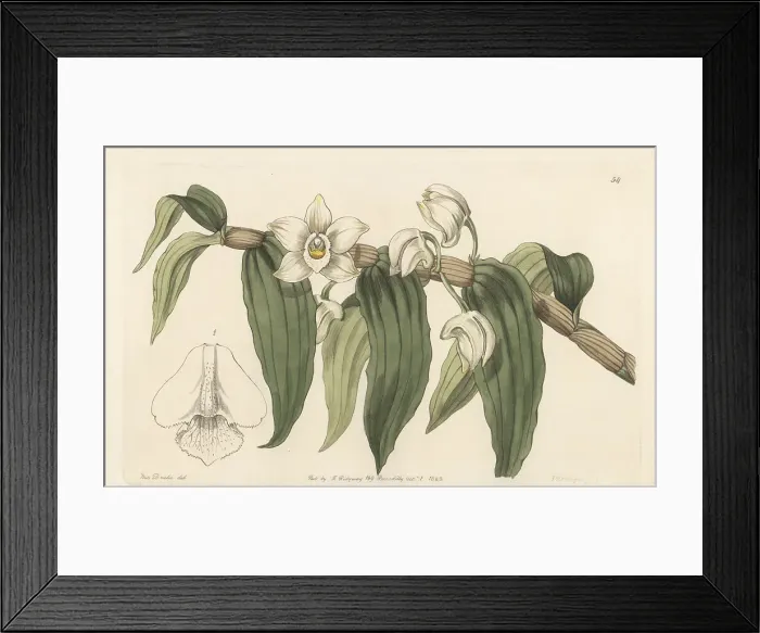 Framed Print : Watery dendrobium, Dendrobium aqueum Framed Print : Watery dendrobium, Dendrobium aqueum