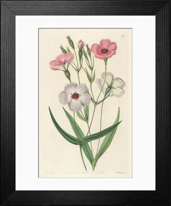 Framed Print : Rose of heaven, Eudianthe coeli-rosa Framed Print : Rose of heaven, Eudianthe coeli-rosa