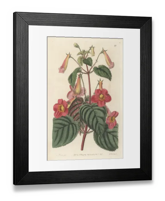 Framed Print : Magic flowers, Achimenes skinneri Framed Print : Magic flowers, Achimenes skinneri