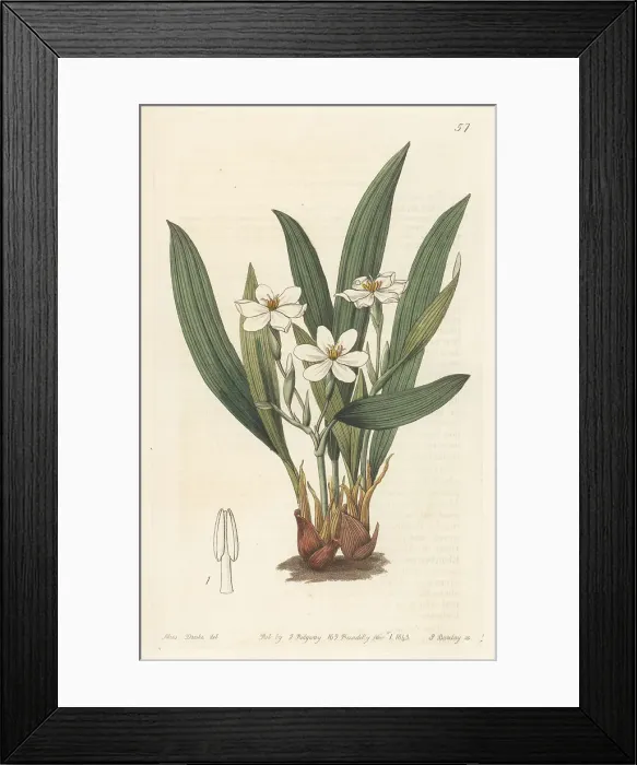 Framed Print : Lagrimas de la virgen, Eleutherine bulbosa Framed Print : Lagrimas de la virgen, Eleutherine bulbosa