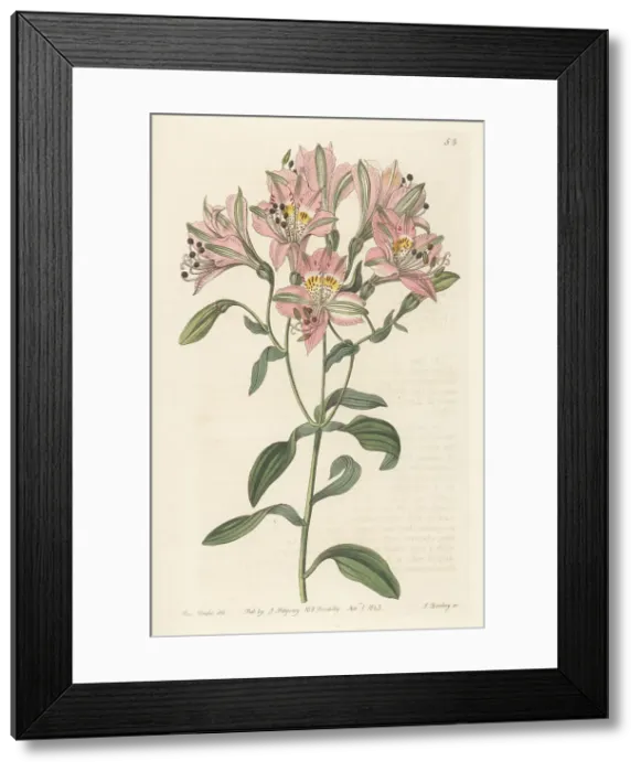 Framed Print : Peruvian lily or lily of the Incas, Alstroemeria chorillensis Framed Print : Peruvian lily or lily of the Incas, Alstroemeria chorillensis