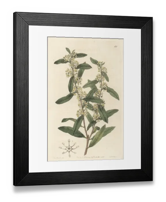 Framed Print : Molle rastrero, Schinus longifolius Framed Print : Molle rastrero, Schinus longifolius
