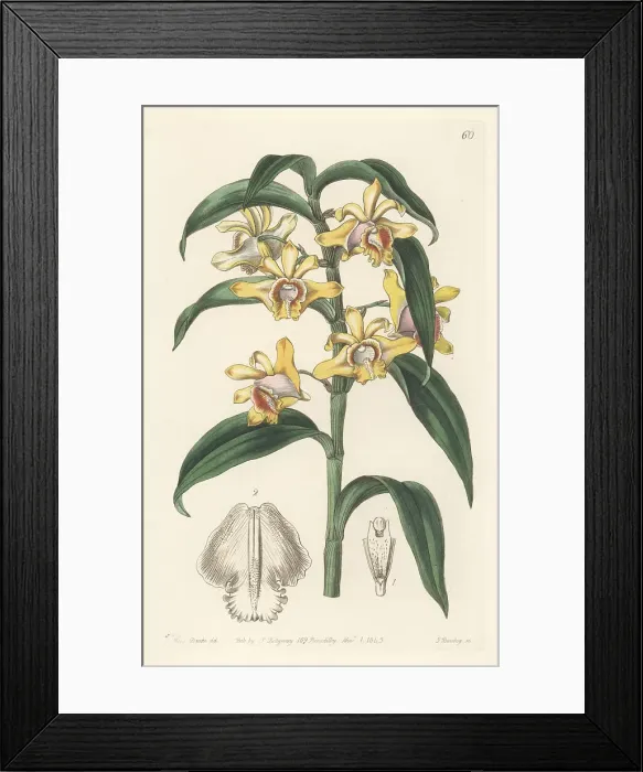 Framed Print : Mr Rucker's dendrobium, Dendrobium ruckeri Framed Print : Mr Rucker's dendrobium, Dendrobium ruckeri