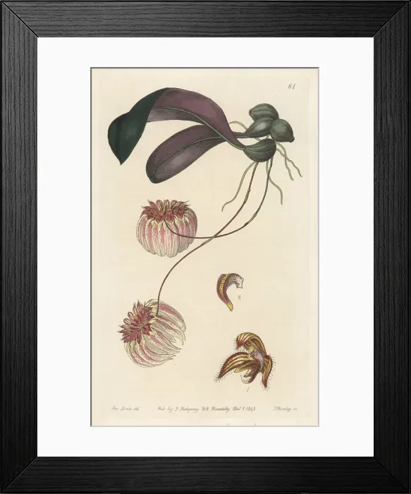 Framed Print : Bulbophyllum auratum orchid