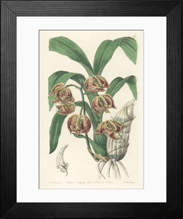 Framed Print : Mormodes aromatica orchid Framed Print : Mormodes aromatica orchid
