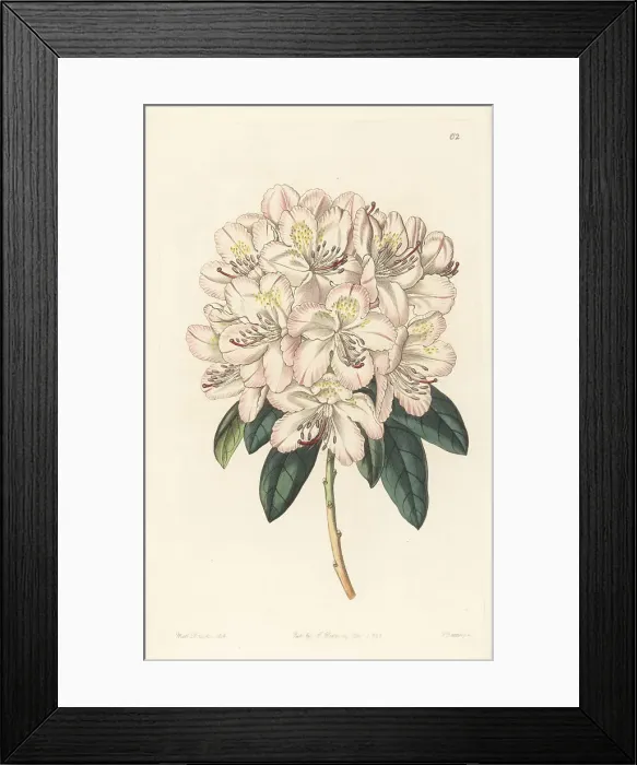 Framed Print : Rhododendron aprilis, hybrid Framed Print : Rhododendron aprilis, hybrid