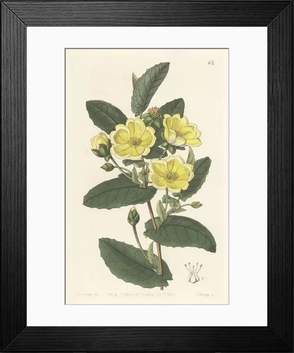 Framed Print : Thorough-wax hibbertia, Hibbertia perfoliata Framed Print : Thorough-wax hibbertia, Hibbertia perfoliata