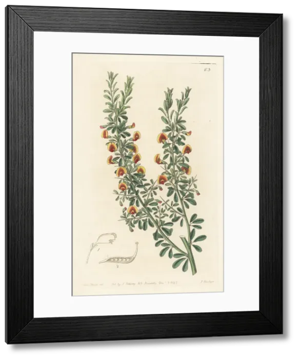 Framed Print : Bossiaea rufa Framed Print : Bossiaea rufa