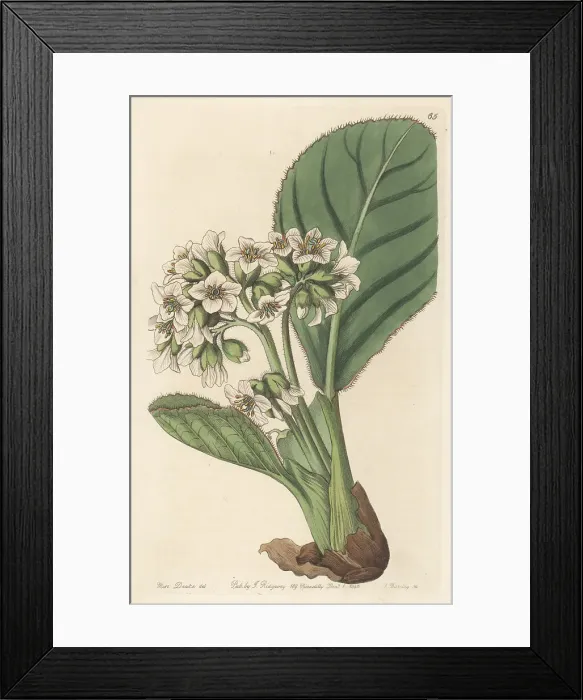 Framed Print : Fringed saxifrage or rockfoil, Saxifraga ciliata Framed Print : Fringed saxifrage or rockfoil, Saxifraga ciliata