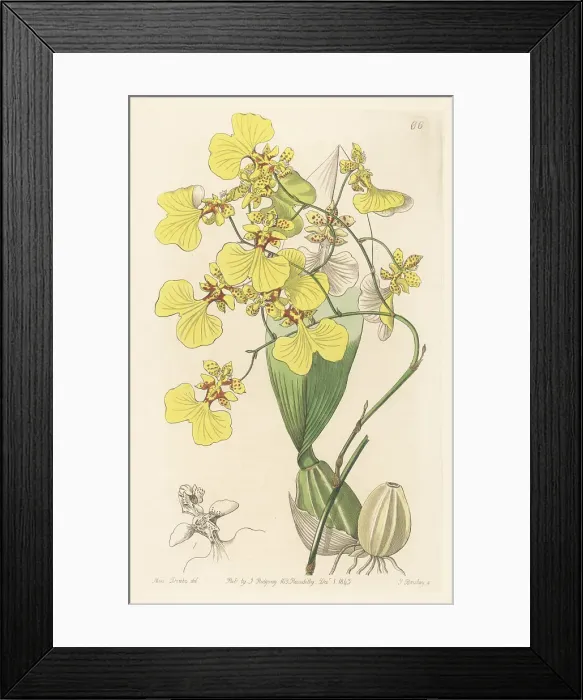 Framed Print : Gomesa bicolor orchid Framed Print : Gomesa bicolor orchid