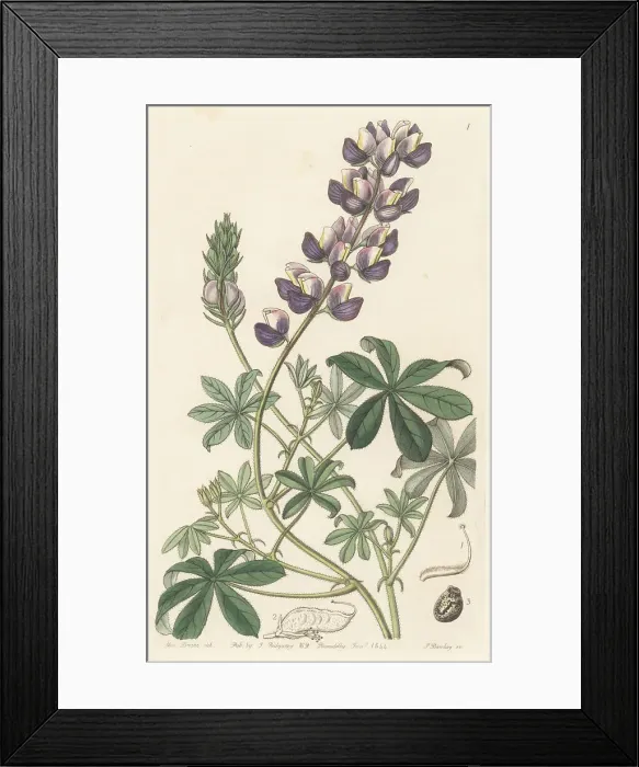 Framed Print : Field Peruvian lupin, Lupinus arvensis Framed Print : Field Peruvian lupin, Lupinus arvensis