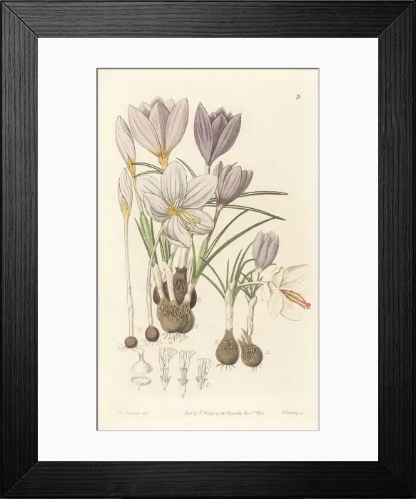 Framed Print : Autumnal crocuses Framed Print : Autumnal crocuses