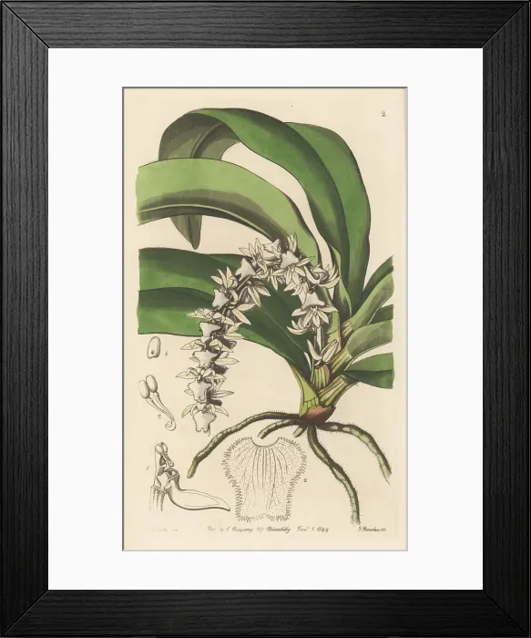 Framed Print : Diaphananthe pellucida orchid Framed Print : Diaphananthe pellucida orchid