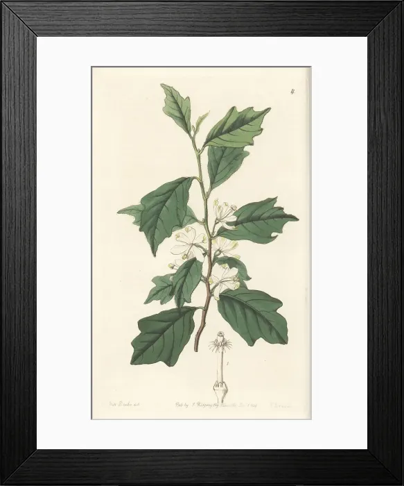 Framed Print : Turraea heterophylla Framed Print : Turraea heterophylla